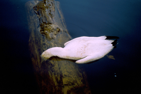 Berkeley Pit dead Snowgoose