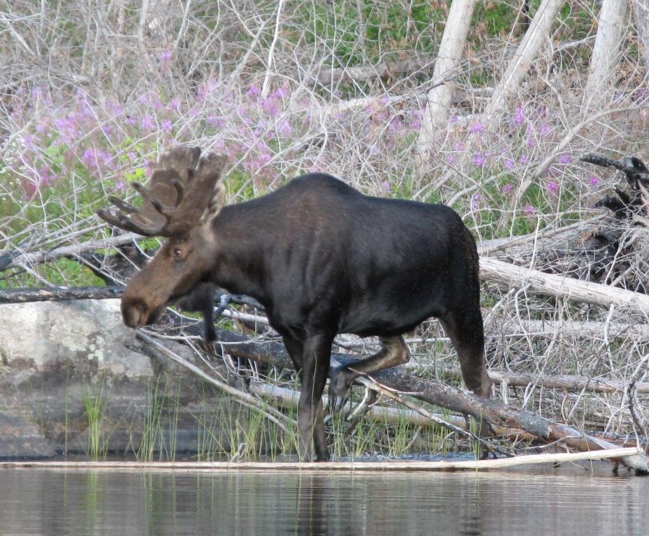 SNF_moose